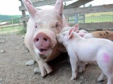 Walk For Farm Animals Update