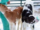 Why You Should Support Keepin’ It Kind in the Walk For Farm Animals, Reason #1