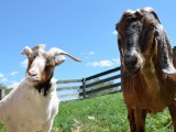 Why You Should Support Keepin’ It Kind in the Walk For Farm Animals, Reason #3