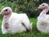 Why You Should Support Keepin’ It Kind in the Walk For Farm Animals, Reason #2