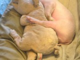 Why You Should Support Keepin’ It Kind in the Walk For Farm Animals, Reason #5