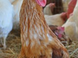 Why You Should Support Keepin’ It Kind in the Walk For Farm Animals, Reason #4