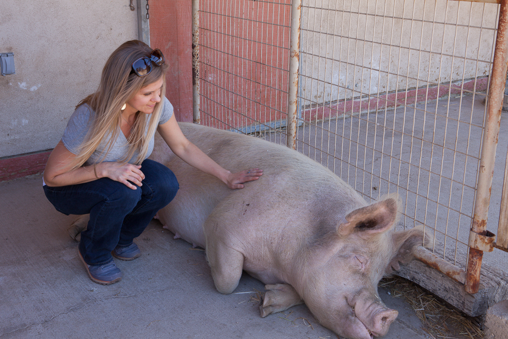 Farm Sanctuary's Animal Acres