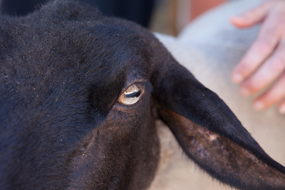 Farm Sanctuary's Animal Acres