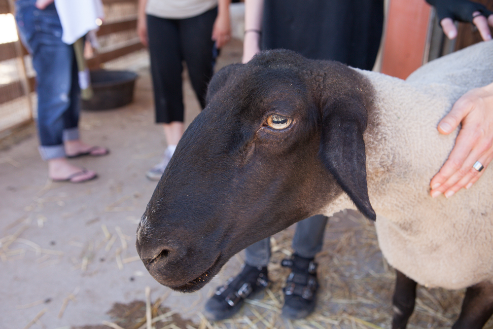 Farm Sanctuary's Animal Acres