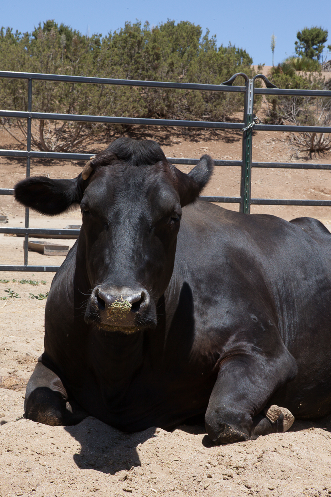 Farm Sanctuary's Animal Acres