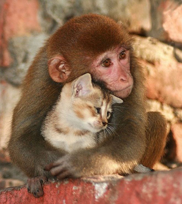 Monkey and Kitten