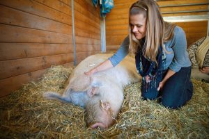 My Gentle Barn