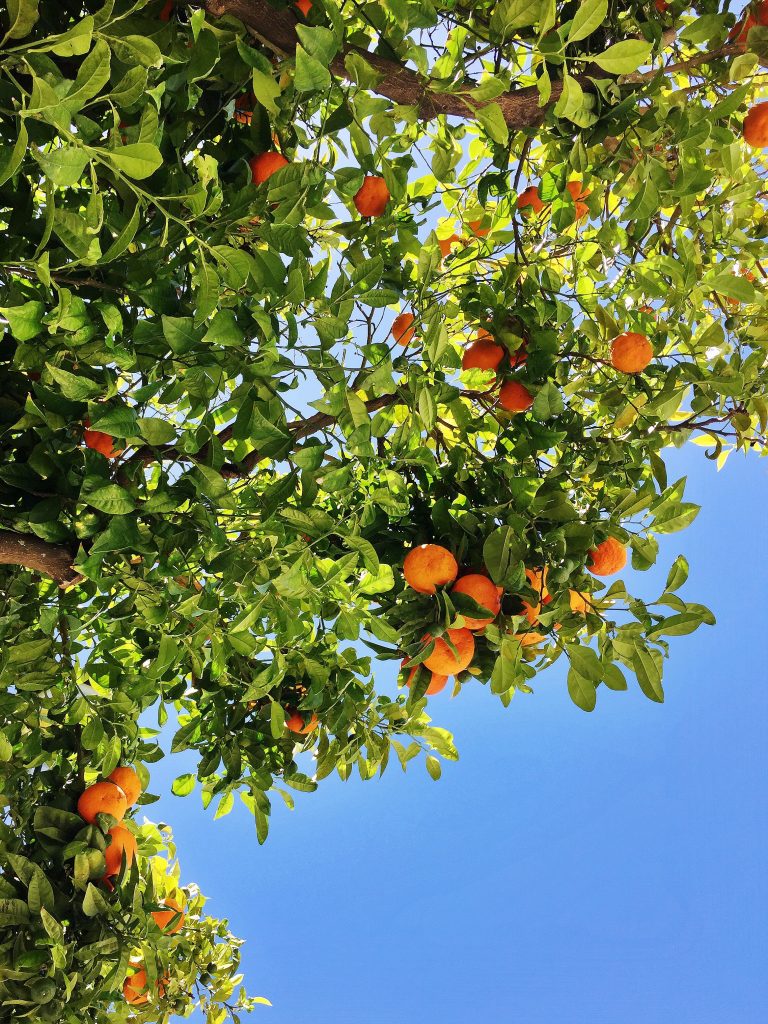 Vegan in Faro